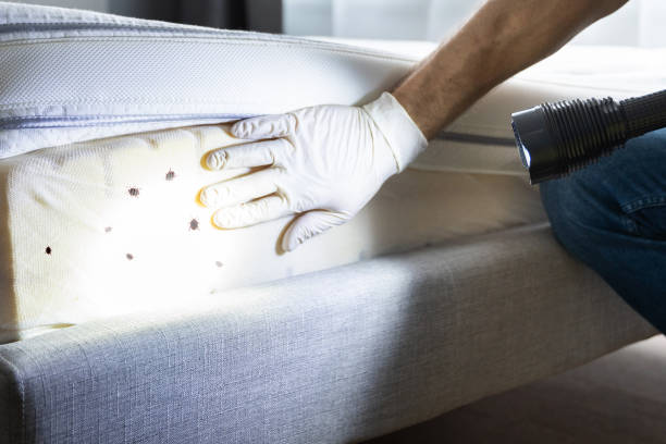 Best Cockroach Control Services  in White Sulphur Springs, WV