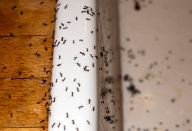Best Bed Bug Extermination  in White Sulphur Springs, WV
