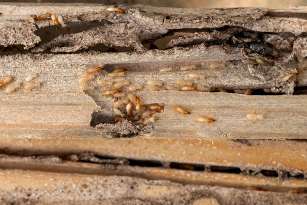 Best Best Pest Control Companies  in White Sulphur Springs, WV