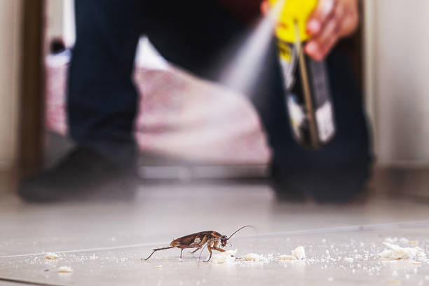 Best Insect Control  in White Sulphur Springs, WV